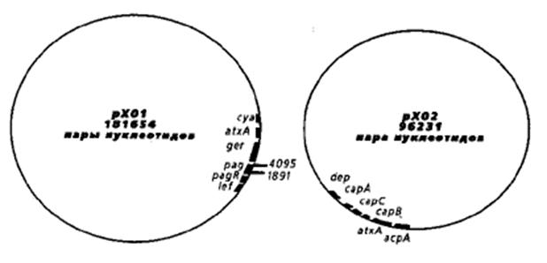 Рис. 2. Схема строения плазмид pXO1 и рХО2.