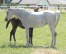 ����:ArabMare.jpg