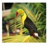 tucano,Birds Park, Foz do Iguasu
