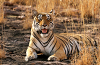 Description: Ranthambore Tiger