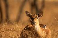 Description: Ranthambore Chital