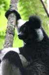 Indri