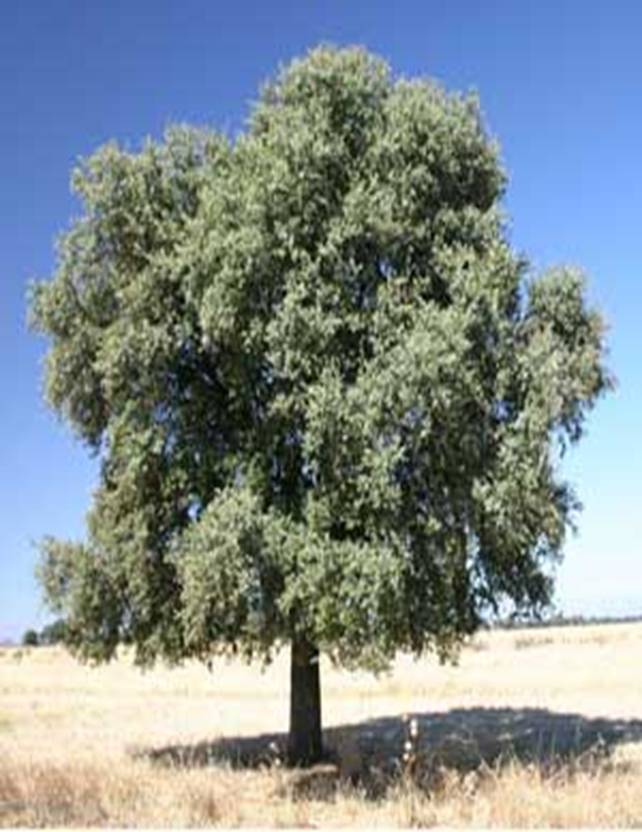 http:///i/articles/10/Quercus.jpg