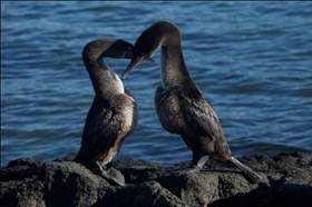 http://www.ktpartners.com.ec/doc_b2b/galapagos-cormoran.jpg