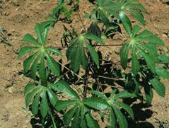 manioc.jpg