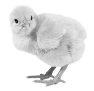 333