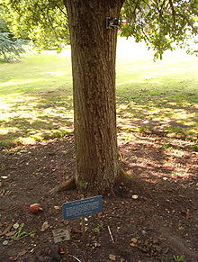 http://upload.wikimedia.org/wikipedia/commons/thumb/2/2d/Newton%27s_tree%2C_Botanic_Gardens%2C_Cambridge.JPG/220px-Newton%27s_tree%2C_Botanic_Gardens%2C_Cambridge.JPG