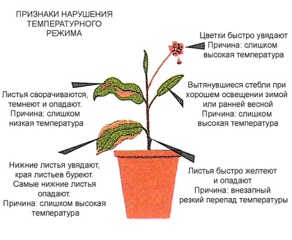 ��������: