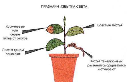 ��������: http://u.jimdo.com/www15/o/s654dda41c71d4c3b/img/ie9e3ca2a76fd129b//std/image.jpg