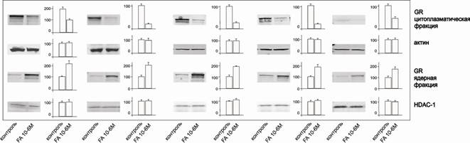 gr-fa translocation