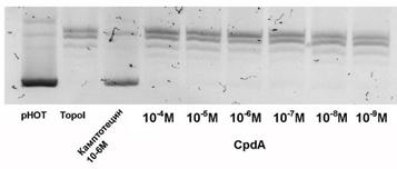 fig 8 topo I