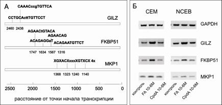 fig 20 transactivation PCR