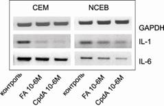fig 17 transperpression PCR