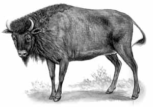 ����������� ������ Synceros caffer