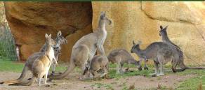 http://www.zoobasel.ch/cgi-bin/sprachseiten/anlagen/australis_II.jpg