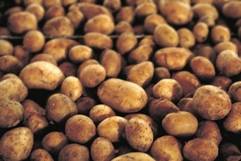 C:\Users\ascension\Desktop\Potatos.2.jpg