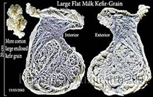 Flat kefir grain