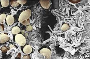 Kefir grain micrograph 2,500X courtesy of M. Kalab