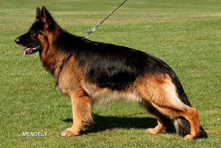 166g01-ph-longhair