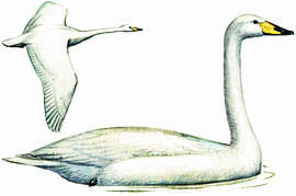 Cygnus cygnus