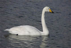Cygnus