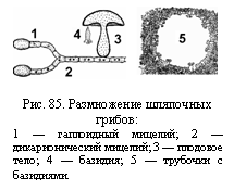 �������: