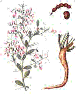 http://*****/grasses1/w.files/image1226.png