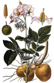 http://*****/upload/stories/kultur/solanum-tuberosum.jpg
