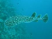 Torpedo fuscomaculata