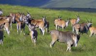 Gondwana Banner Image 06