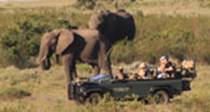 Safaris and Activities