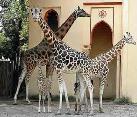 Description : http://www.romewelcome.com/musei/foto-musei/bioparco-roma.jpg