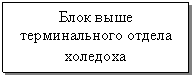 Подпись: Блок выше терминаль-ного отдела холедоха