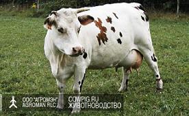 нормандская.jpg
