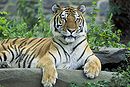 Siberian tiger hanging at bar.jpg