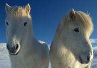 Twin?s
