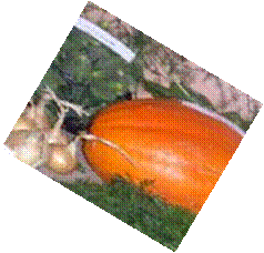 http://im6-tub.yandex.net/i?id=&tov=6