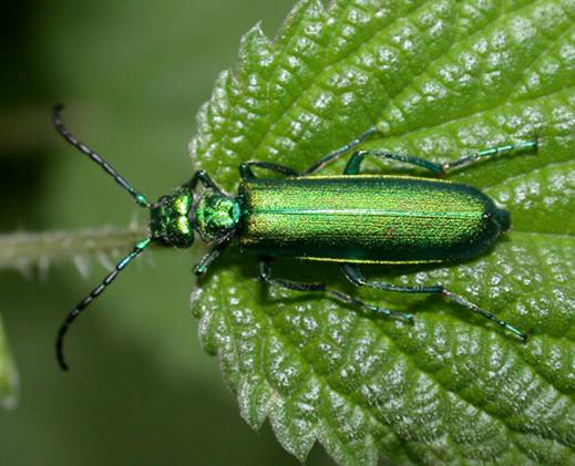 ����:Lytta-vesicatoria.jpg