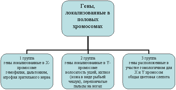Организационная диаграмма