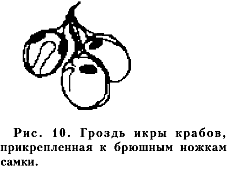 ���. 10