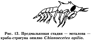 ���. 13
