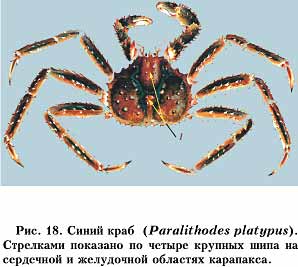 Рис. 18