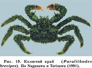 Рис. 19