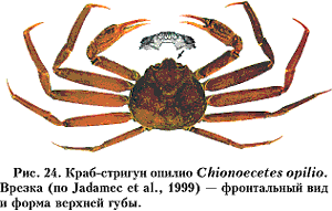 Рис. 24