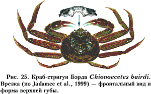 Рис. 25