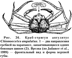 Рис. 26