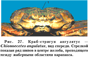 Рис. 27