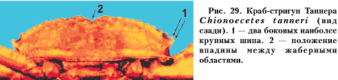 Рис. 29