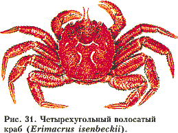 Рис. 31