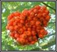 ANd9GcQgVdPLYyn_DxVIWxdkgsxROBadVN3StjJzRIaKpwdCYqm88wHucA